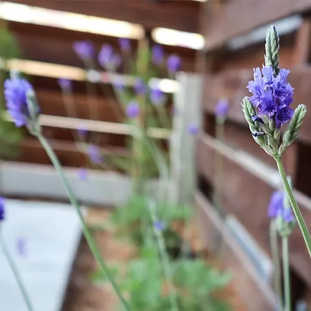 Hiyam's - Margarita Gardens Апартаменты